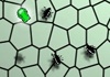 KillerBug